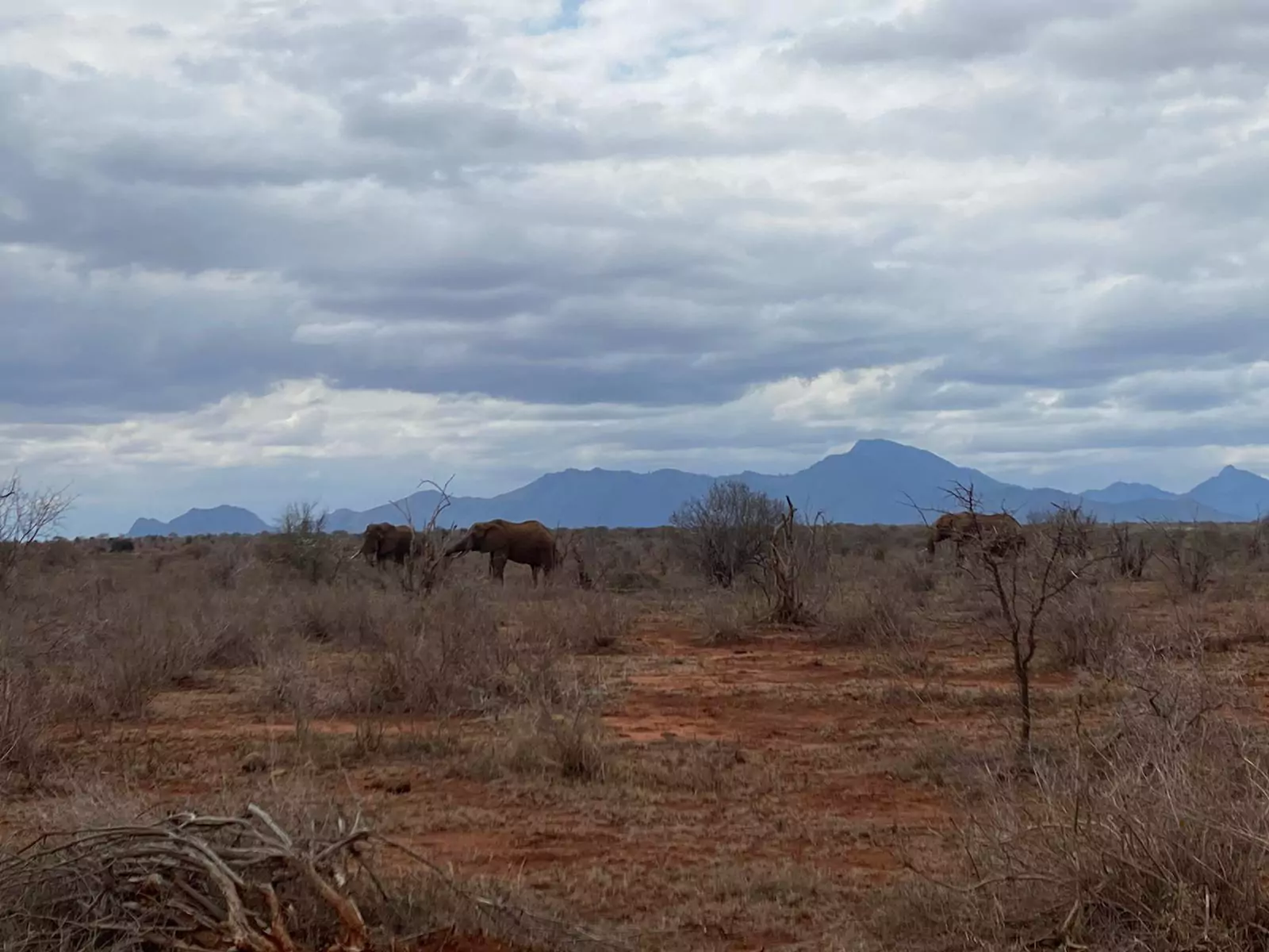 Kenia Safari Selbstfahrer Taita Hills Elefanten vor bergpanorama