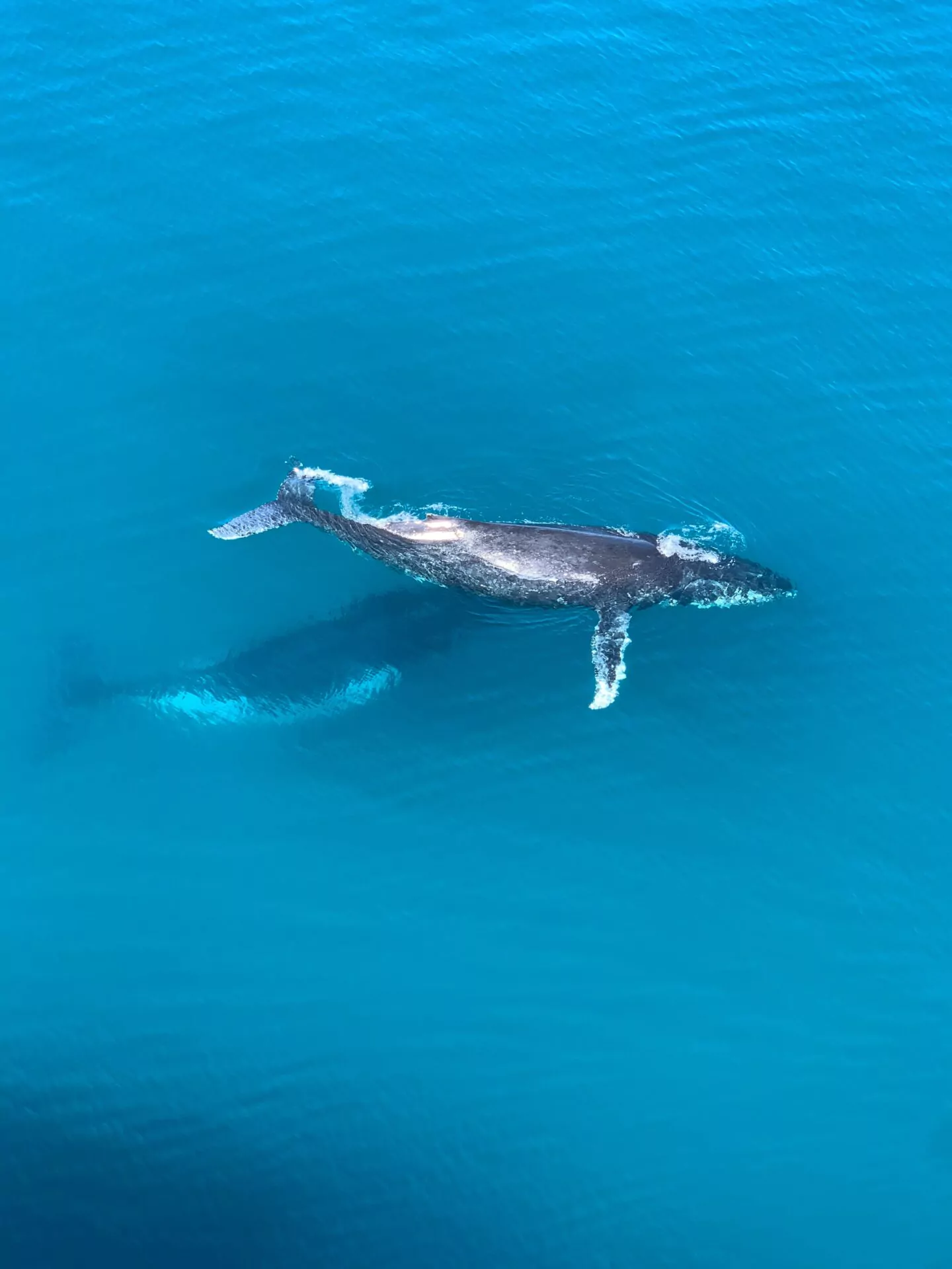 whale_watching_costa_rica_buckelwal_nadia-levenets_UN