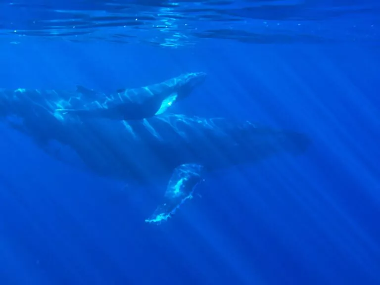 whale_watching_costa_rica_buckelwale_unter_wasser_swanson-chan_UN-768x576