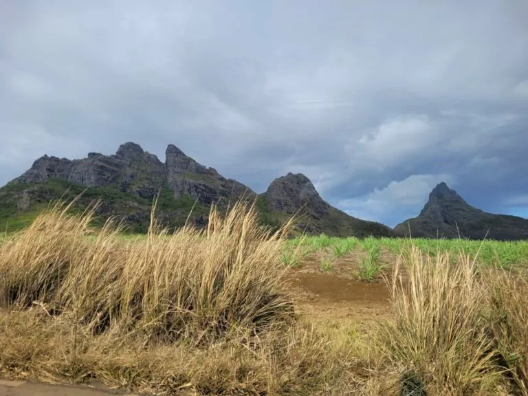Mauritius_Rundreise_zuckerrohr_und_berge