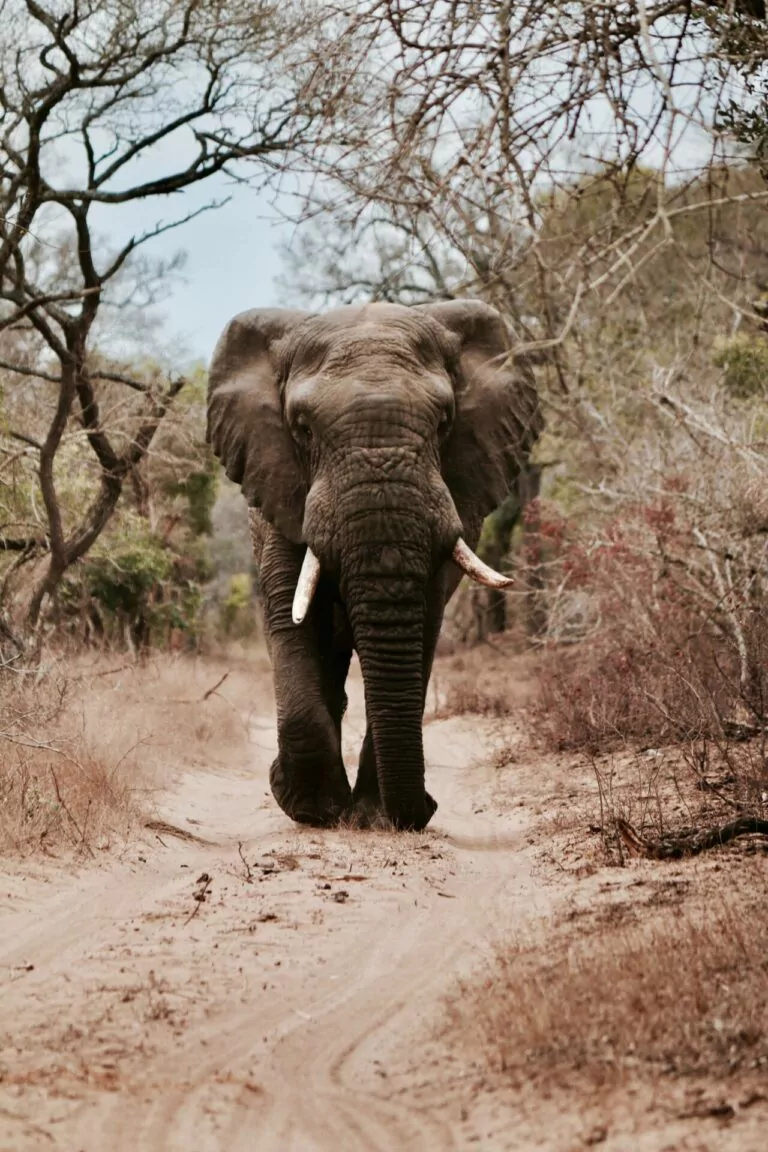 durre_in_kenia_elefant_will-shirley