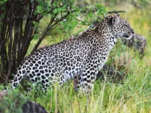 Kenia Safari Aberdares Nationalpark Leopard
