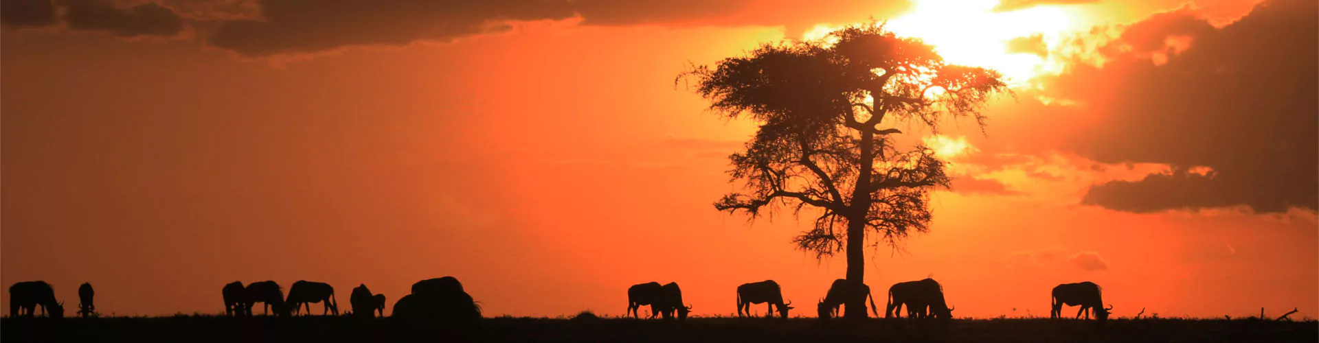 Afrika Safari Gnus Sonnenuntergang