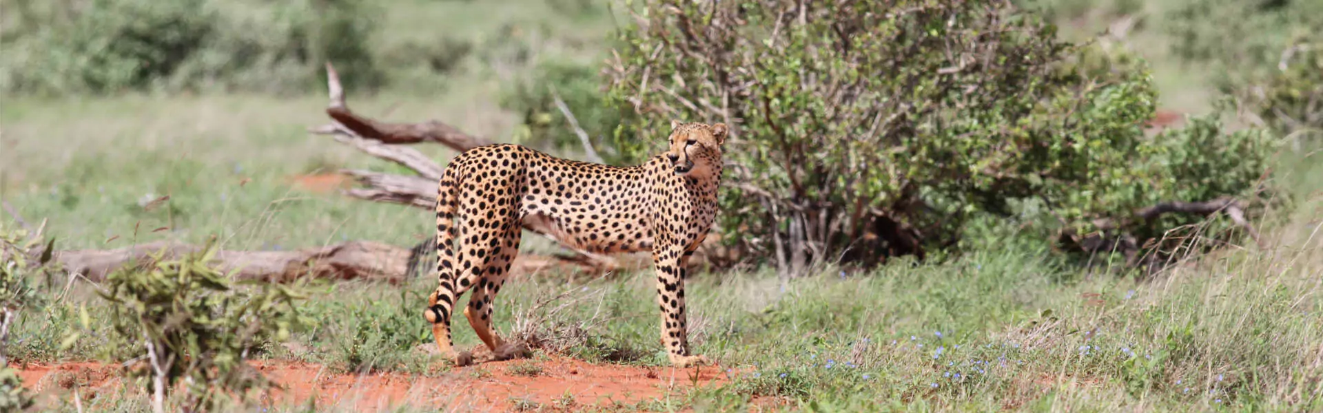 Kenia Safari Nationalpark Gepard in Natur