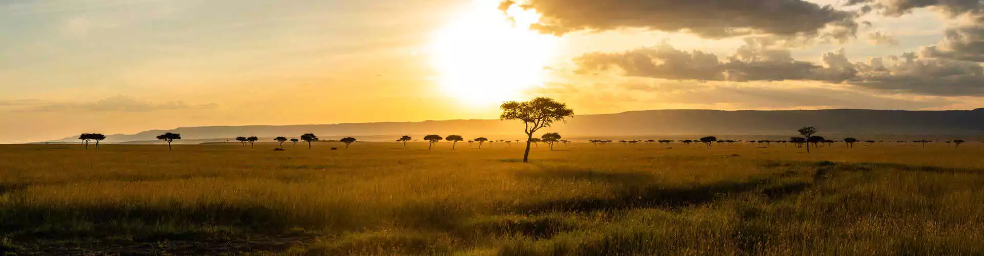 Tansania Safari Savanne Bäume Sonne