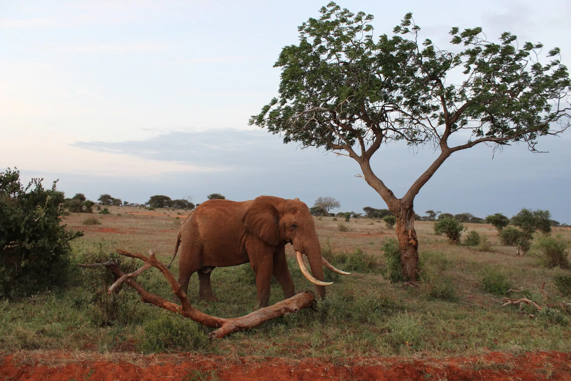 Kenia Safari Tsavo Ost Nationalpark Elefant vor Savanne