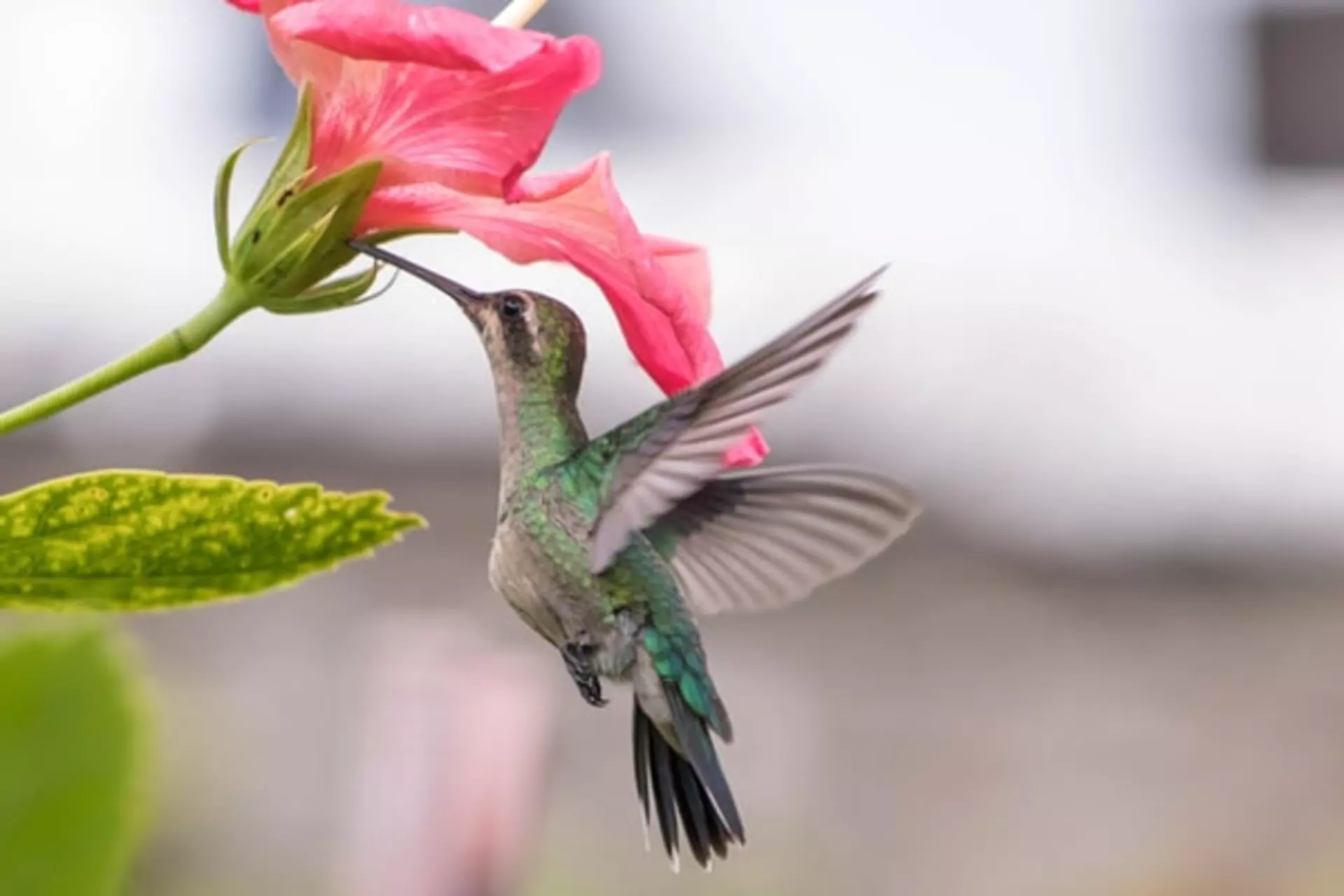 Costa Rica Rundreise Kolibri