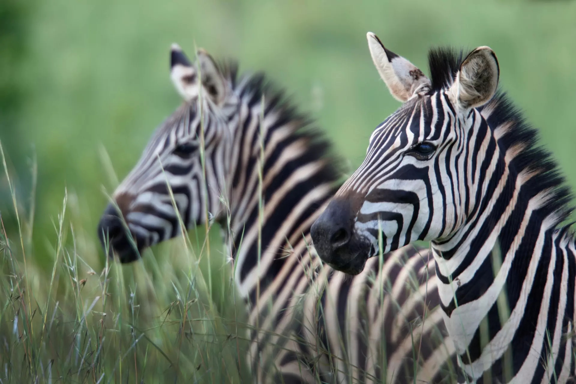 Ruanda Reisen Akagera Nationalpark Zebras