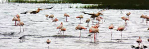 Kenia Safari Lake Elementaita Flamingos