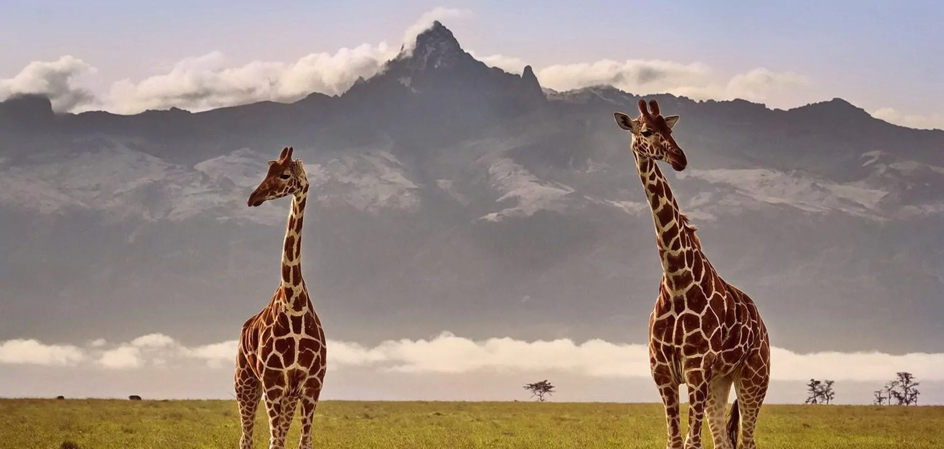 Kenia Safari Mount Kenya Giraffen vor Gipfel