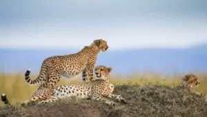 Namibia Safari Gepard auf Felsen