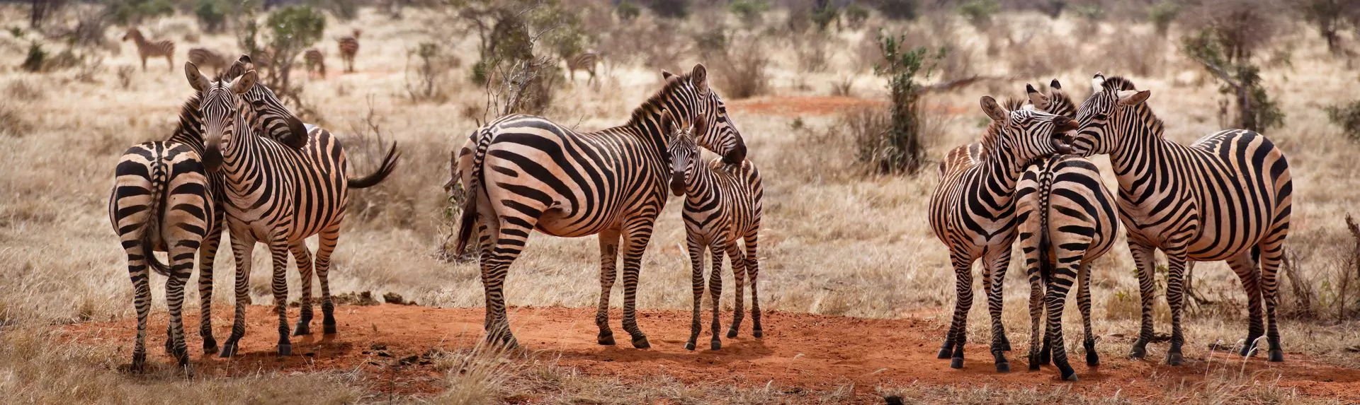 Kenia Safari Tsavo Ost Zebraherde