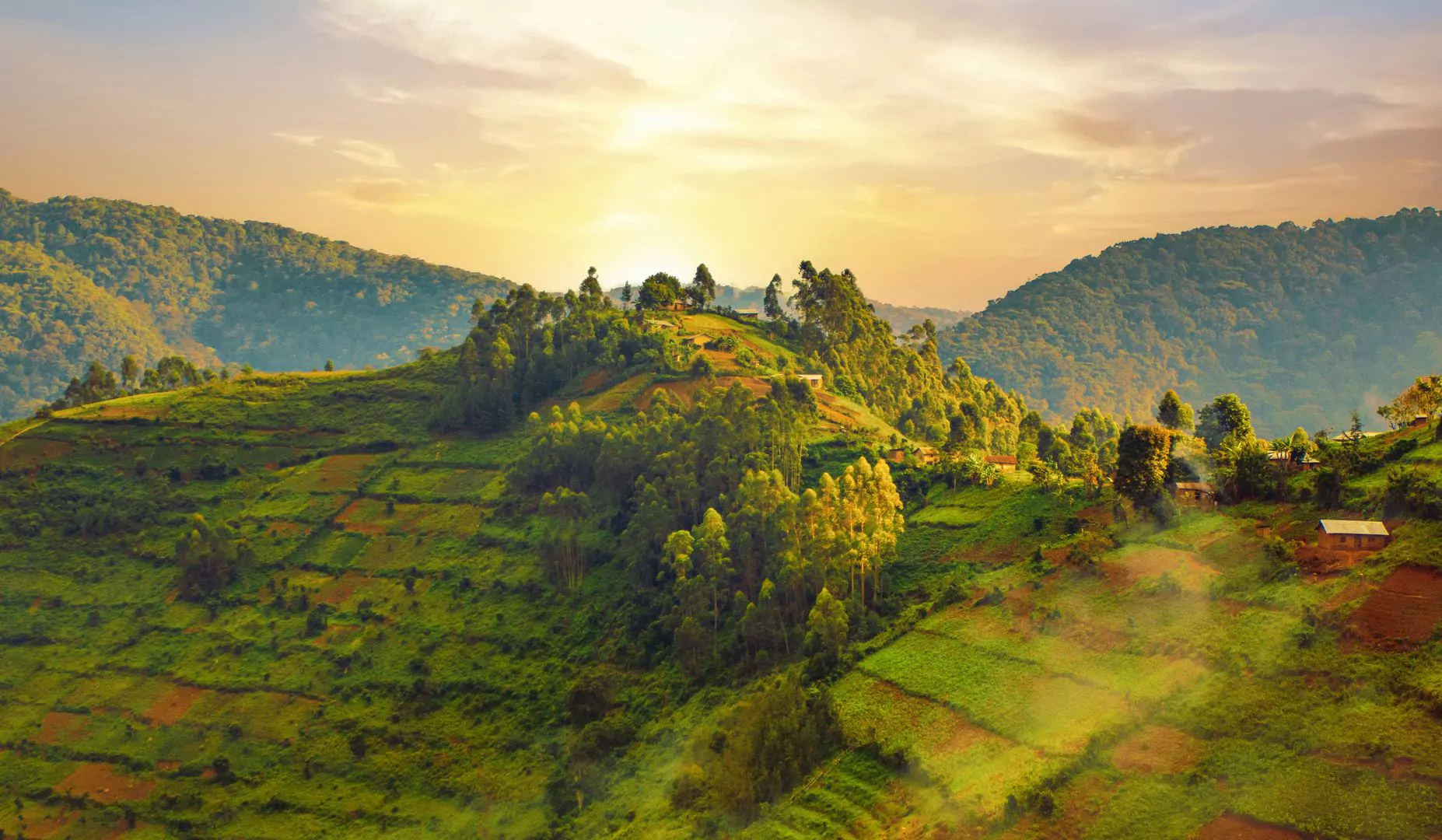 Uganda Rundreisen Sonnenuntergang über Teeplantagen
