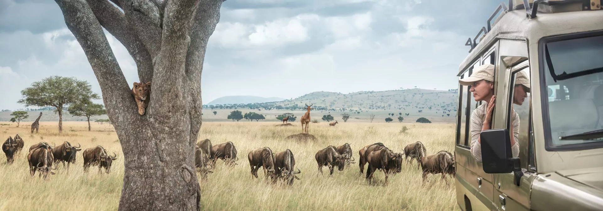 Tansania_Safari_Gnuwanderung