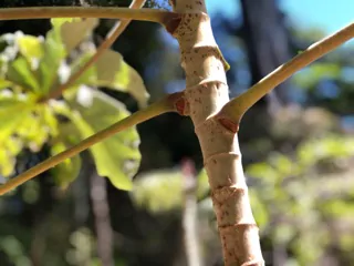 Costa Rica Rundreisen Ameisen