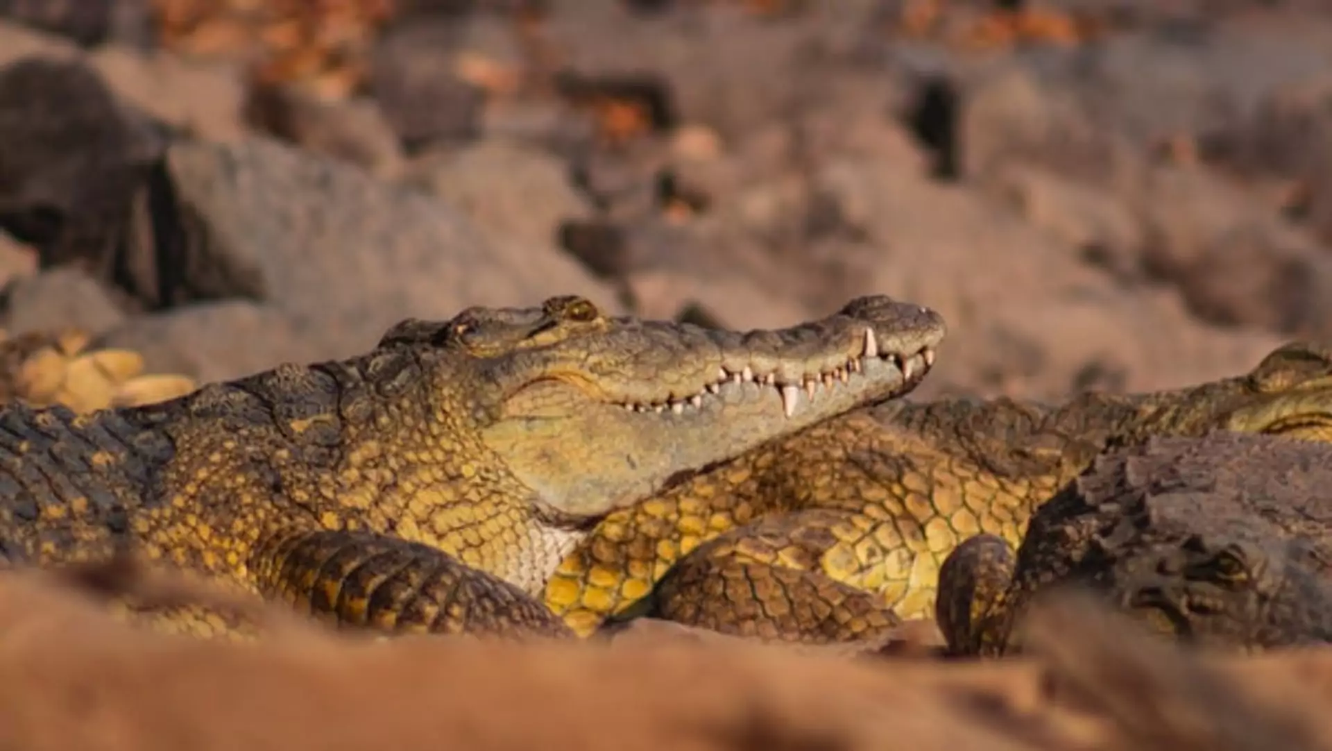 Äthiopien Reise Awash Nationalpark Krokodil