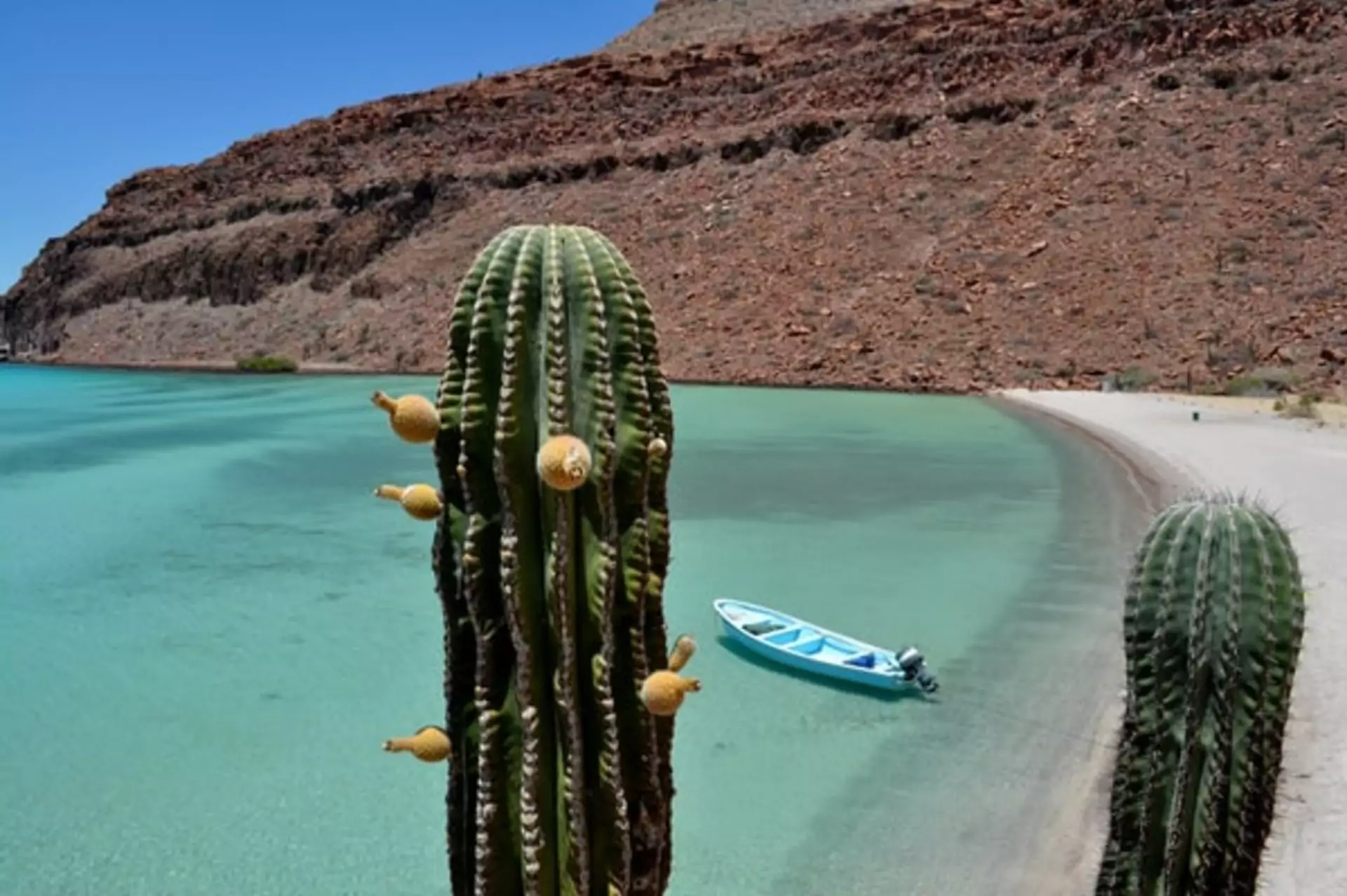Mexiko Reisen Baja California Kaktus vor Bucht