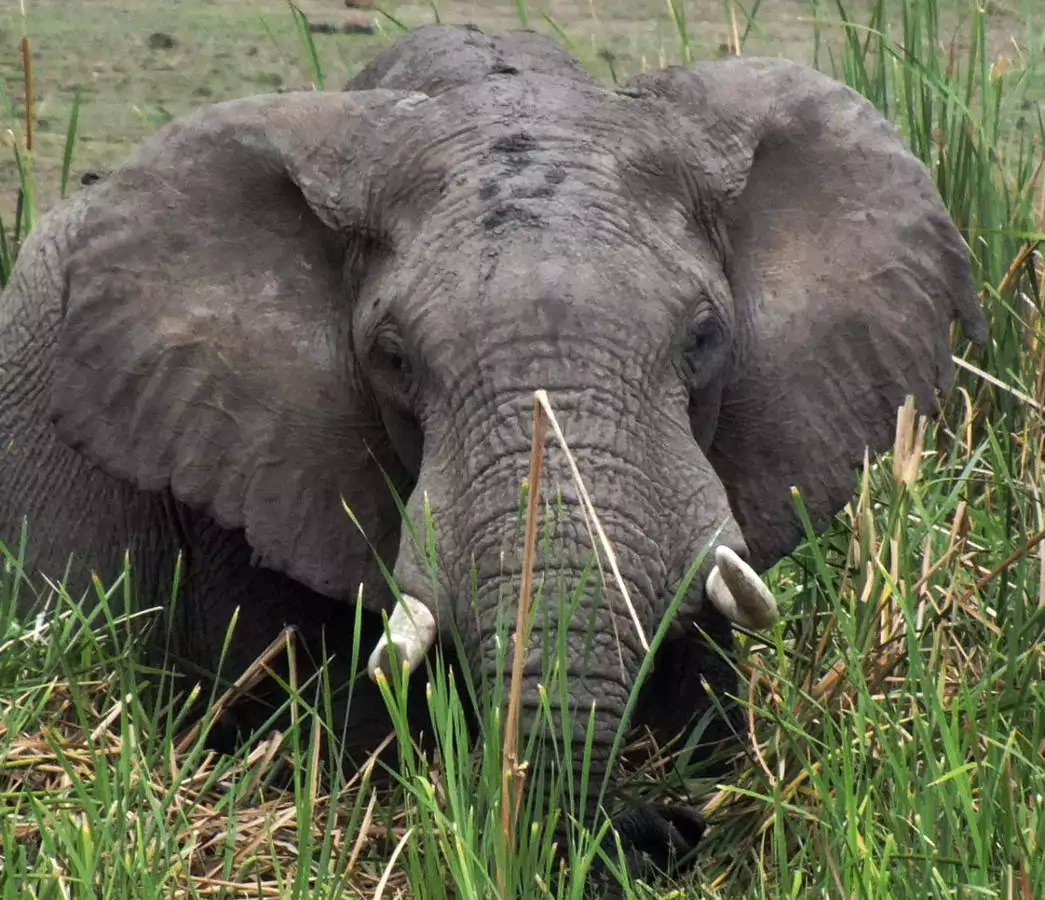 Kenia Safari Elefant im hohen Gras
