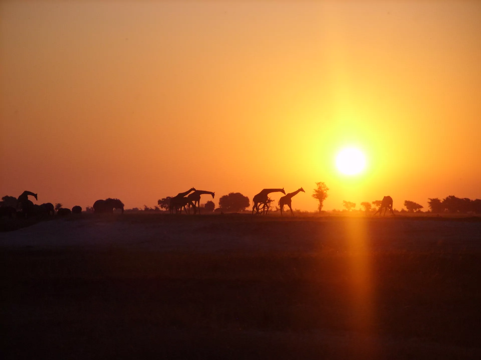 Botswana_Safari_Central_Kalahari_Game_Reserve_giraffen_im_sonnenuntergang