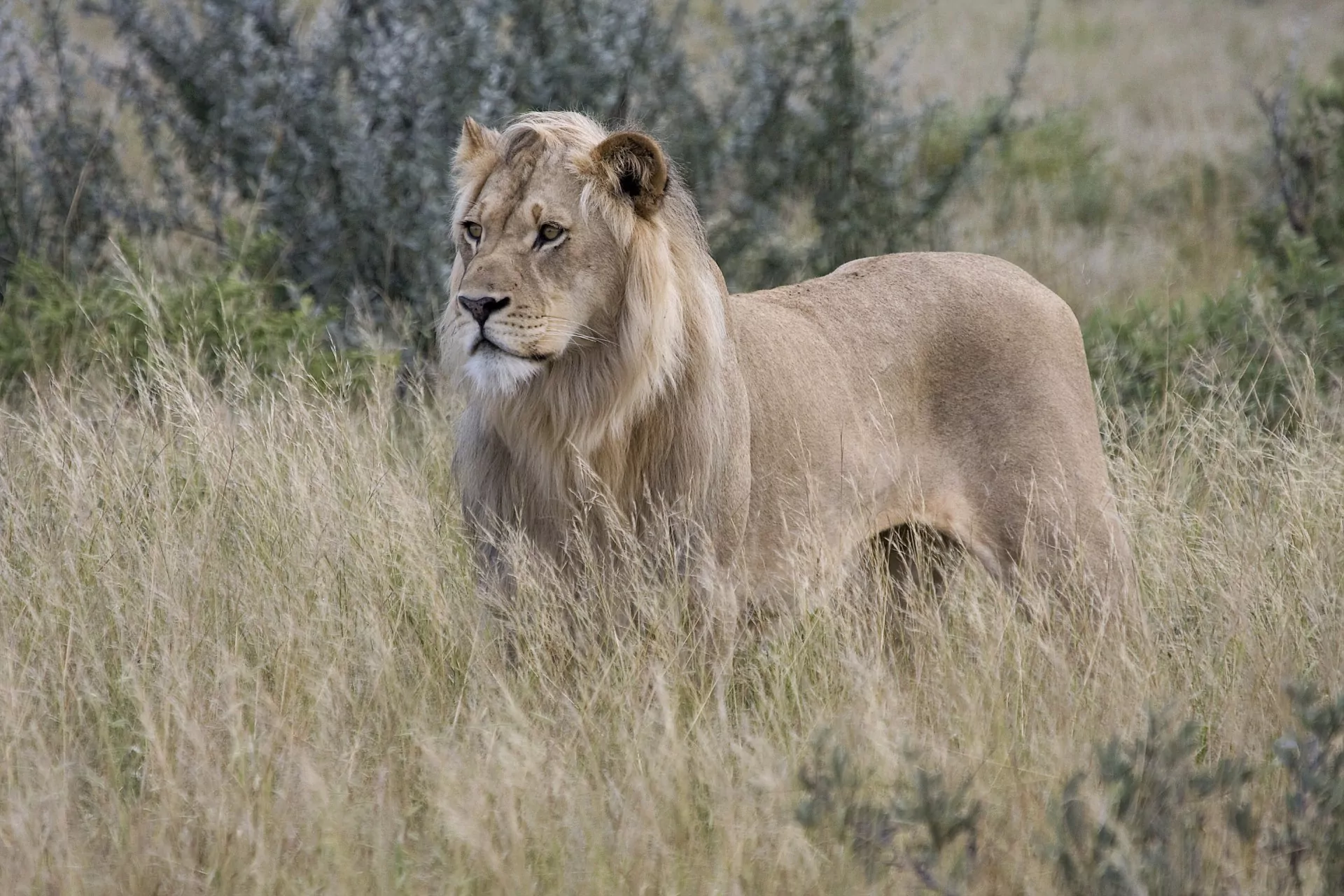 Botswana Safari Central Kalahari Game Reserve lowe