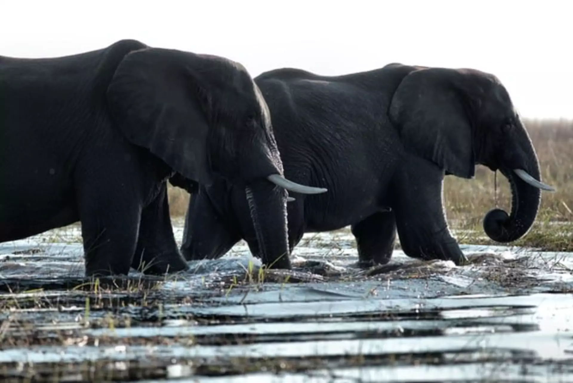 Botswana Safari Kasane Elefant im Fluss