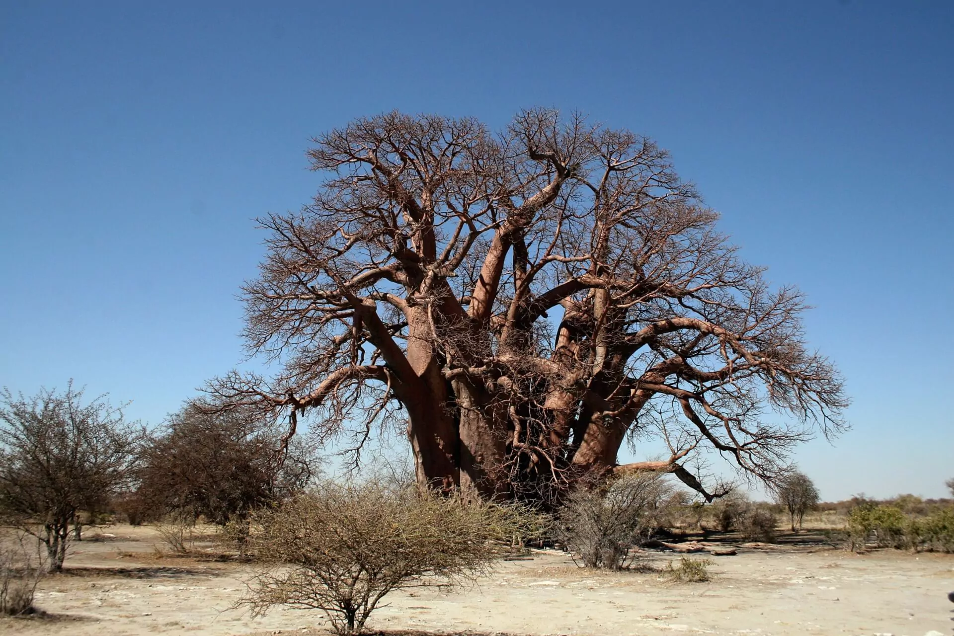 Botswana Safari Makgadikgadi Pfannen baobab
