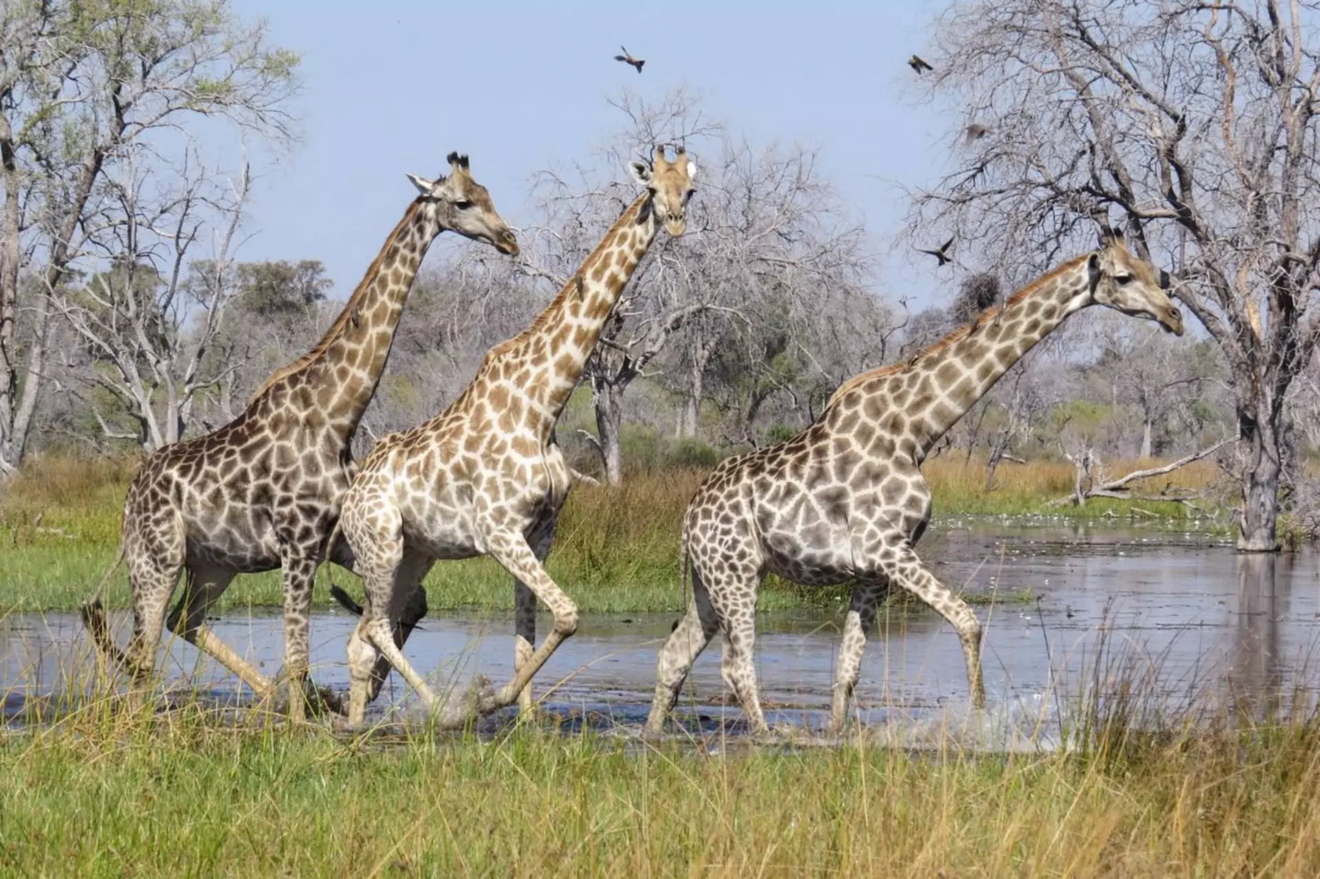 Botswana Safari giraffen durchstreifen das okavango delta