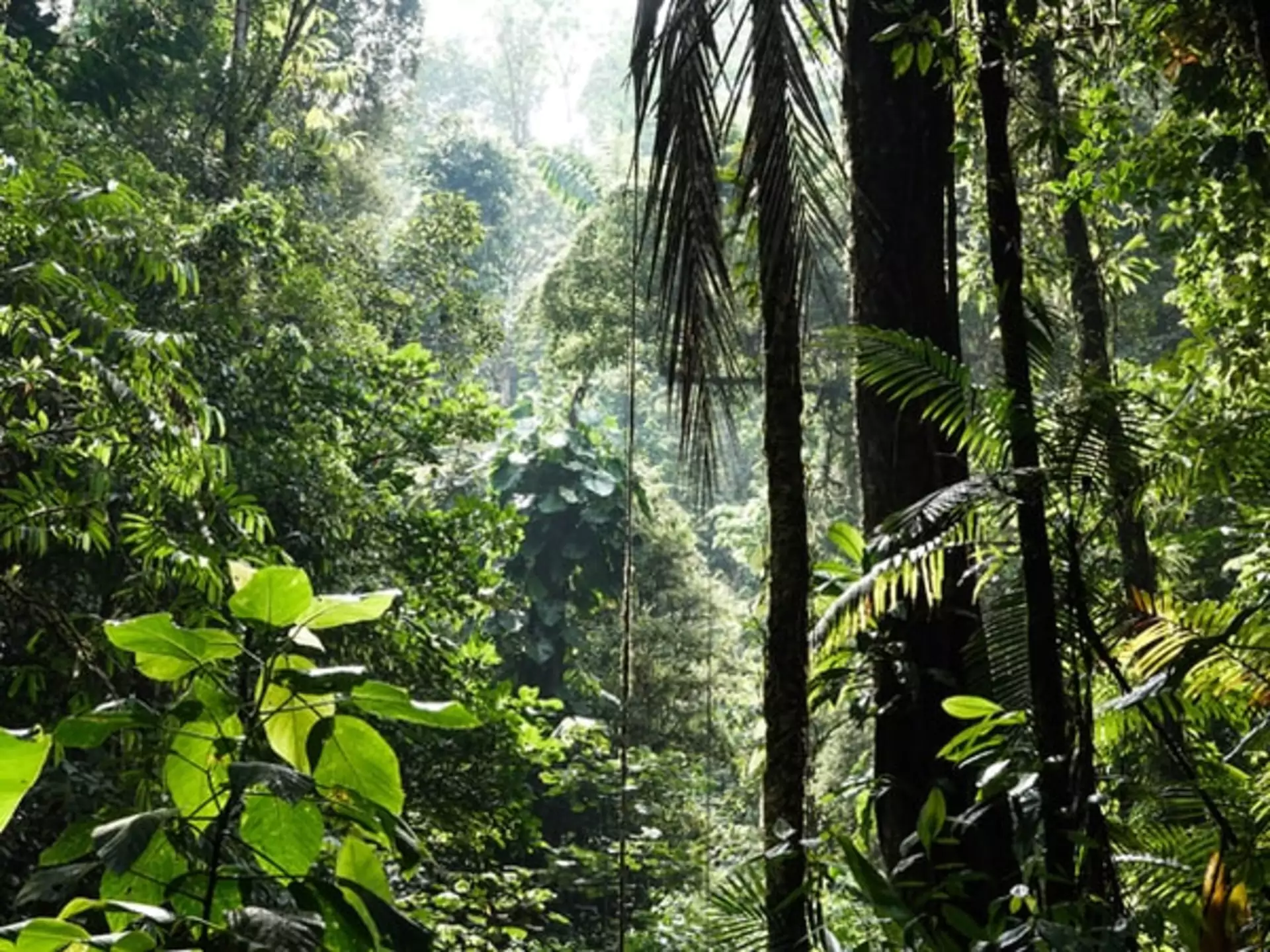 Costa Rica Rundreisen Braulio Carillo Nationalpark