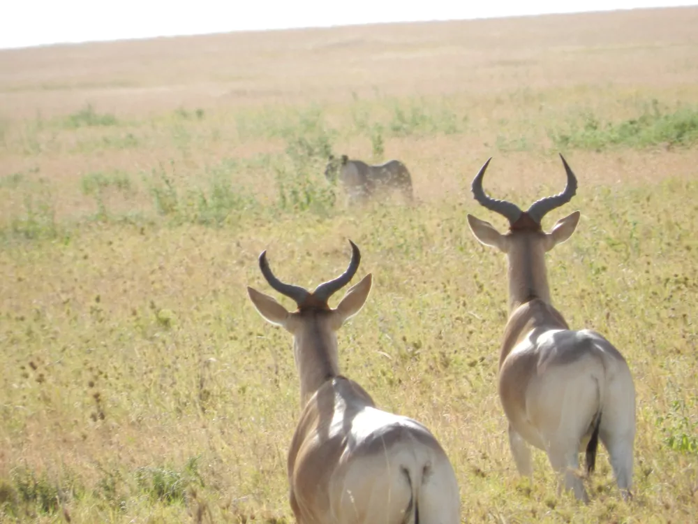 Kenia Safari Bueffel-in-der-Massai-Mara