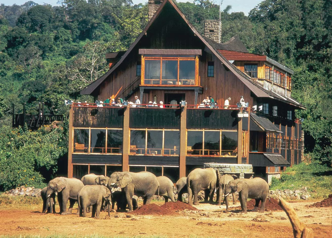 Kenia Safari Aberdare Nationalpark Elefanten am Wasserloch von The Ark in Kenia