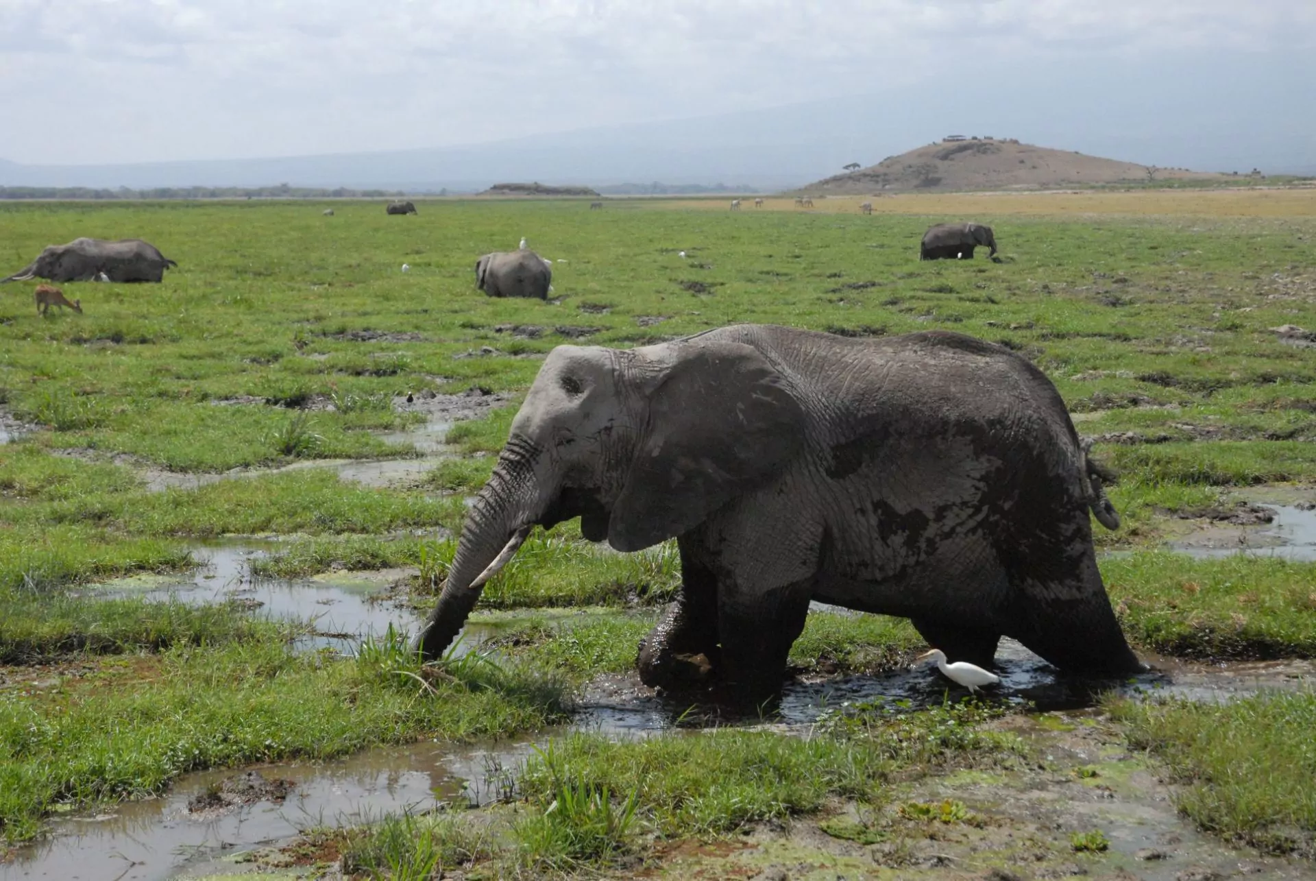 Kenia Safari Elefanten-im-Amboseli