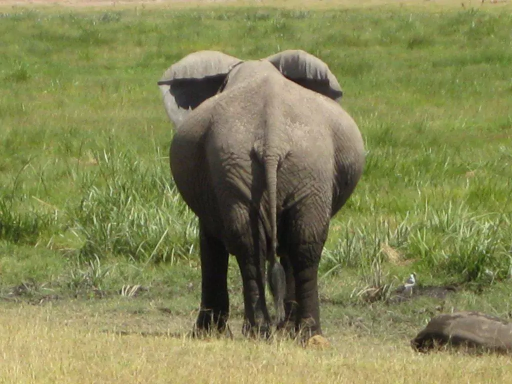 Kenia Safari Amboseli Nationalpark Elefantenhintern