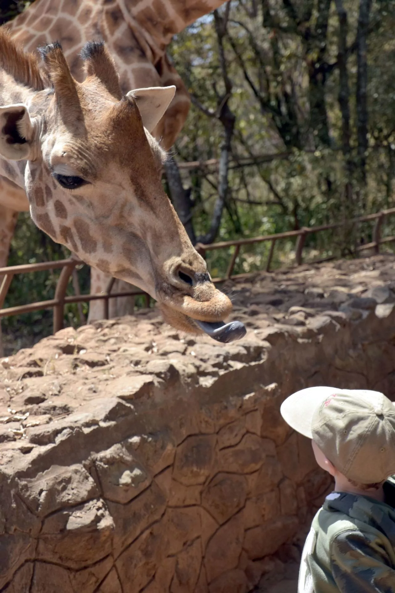 Kenia Safari Freche-Giraffe-im-Langata-Giraffe-Centre