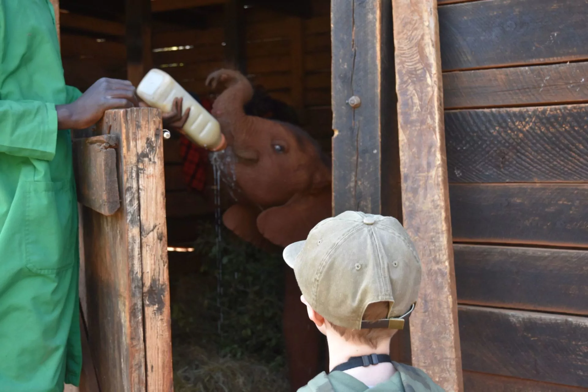 Kenia Safari Fuetterung-Nairobi-Elefantenwaisenhaus