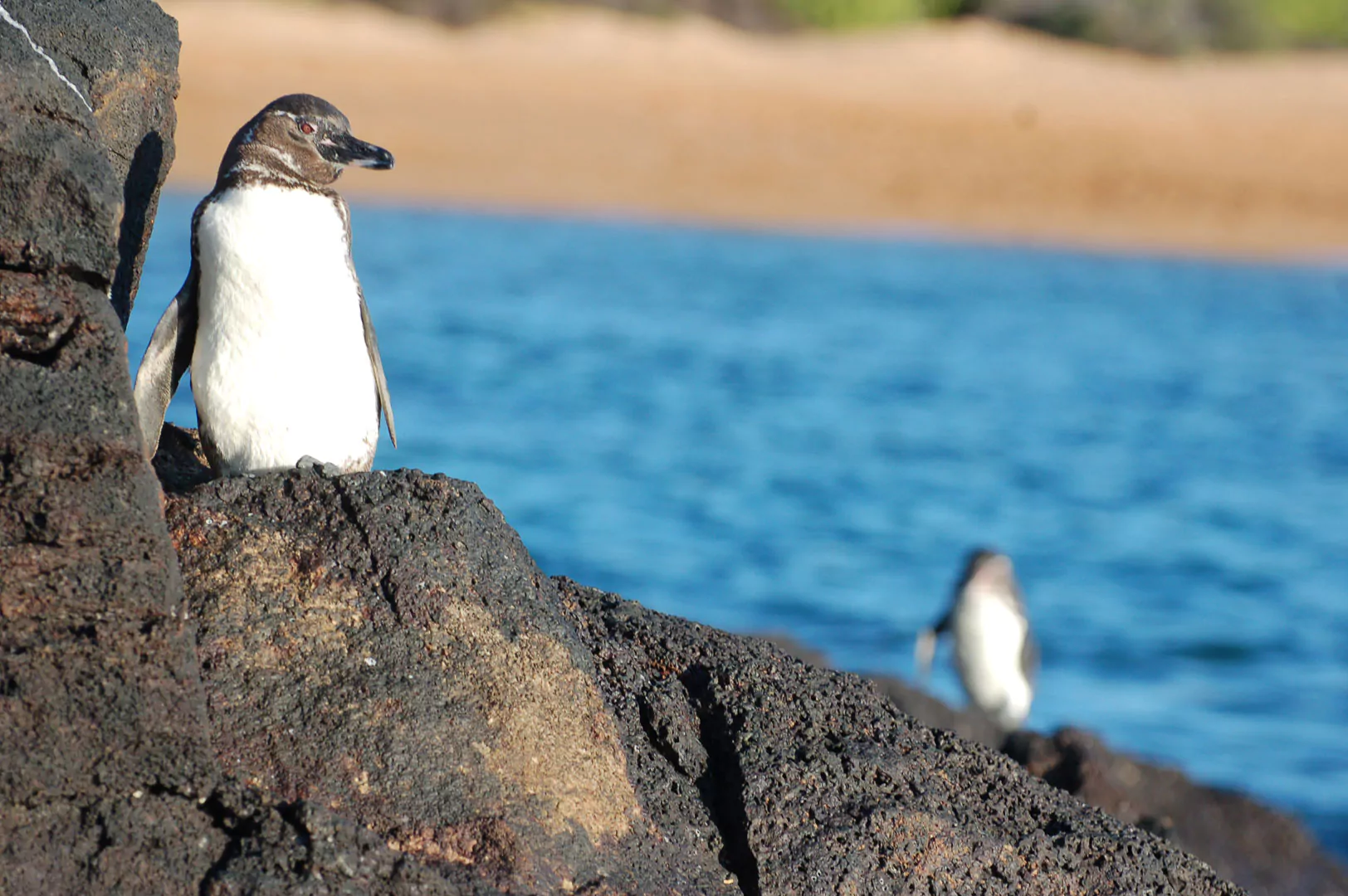 Galapagos_Reisen_fauna_pinguin_in_der_sonne