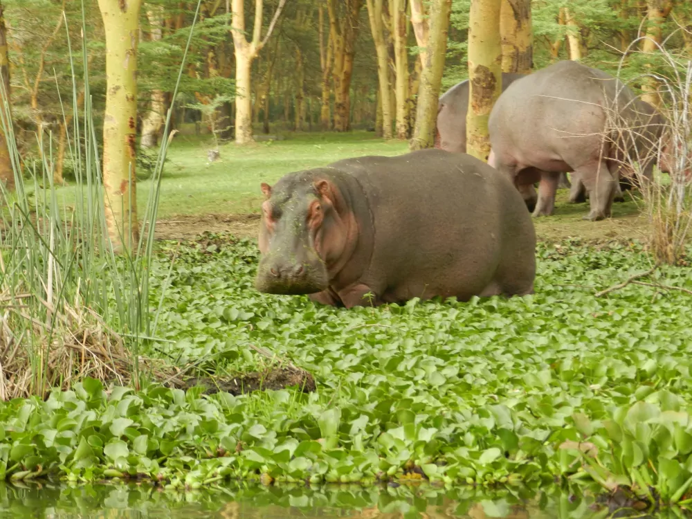 Kenia Safari Hippos-am-Lake-Naivasha