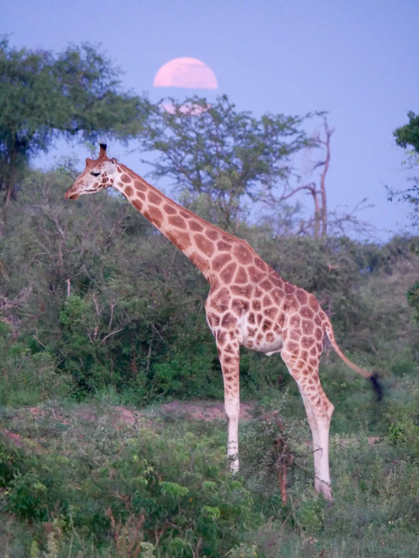 Uganda Rundreisen Giraffe-am-fruehen-Morgen