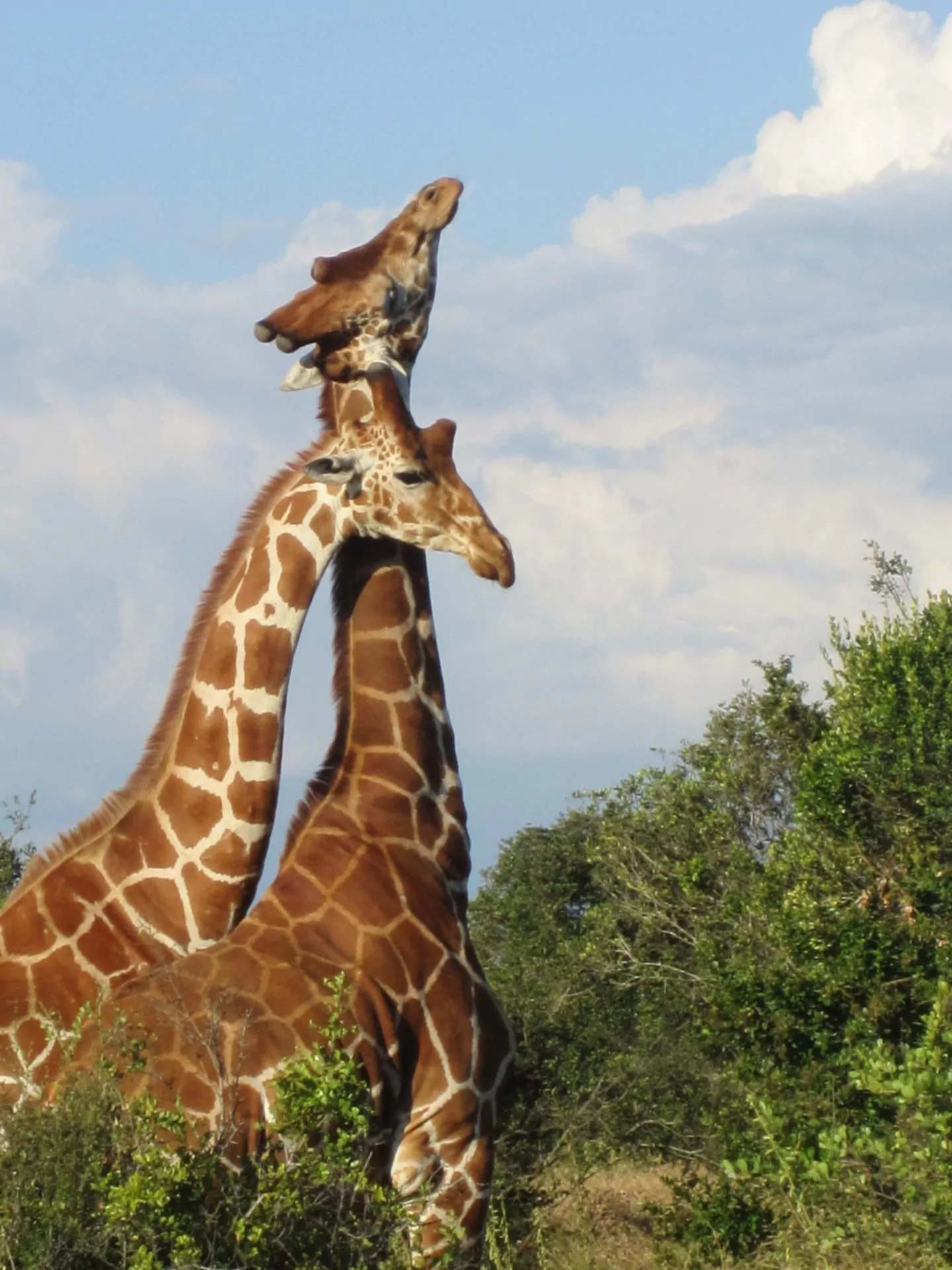 Kenia Safari Aberdare Country Club Giraffen