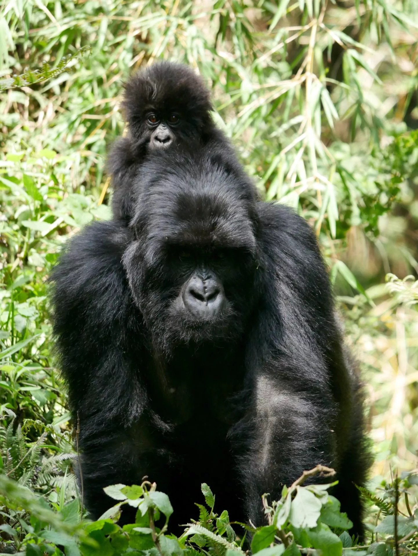 Ruanda Reisen Gorillas-in-the-mist