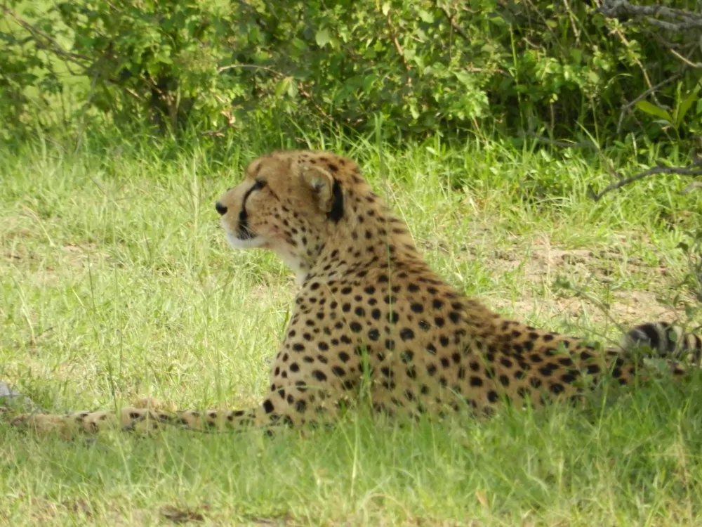 Kenia Safari Gepard-in-der-Massai-Mara