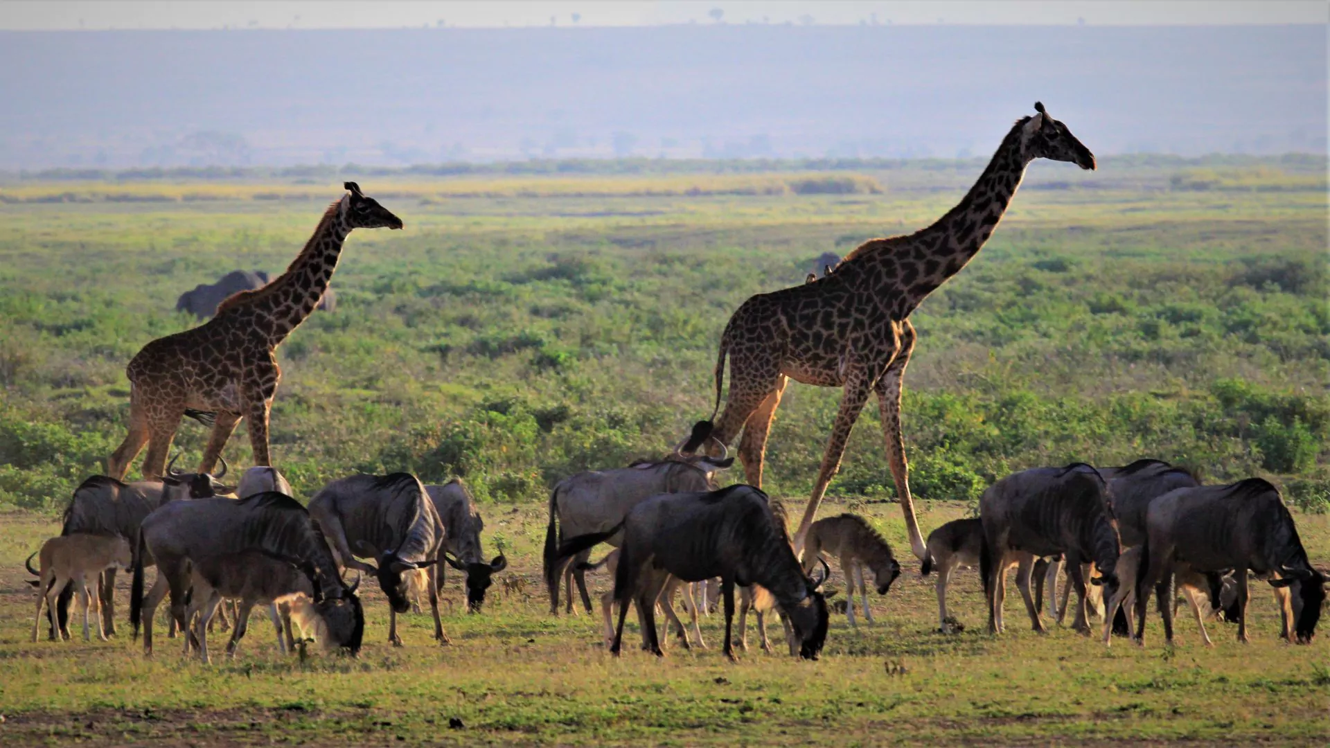 Kenia Safari Amboseli Gnu Giraffe