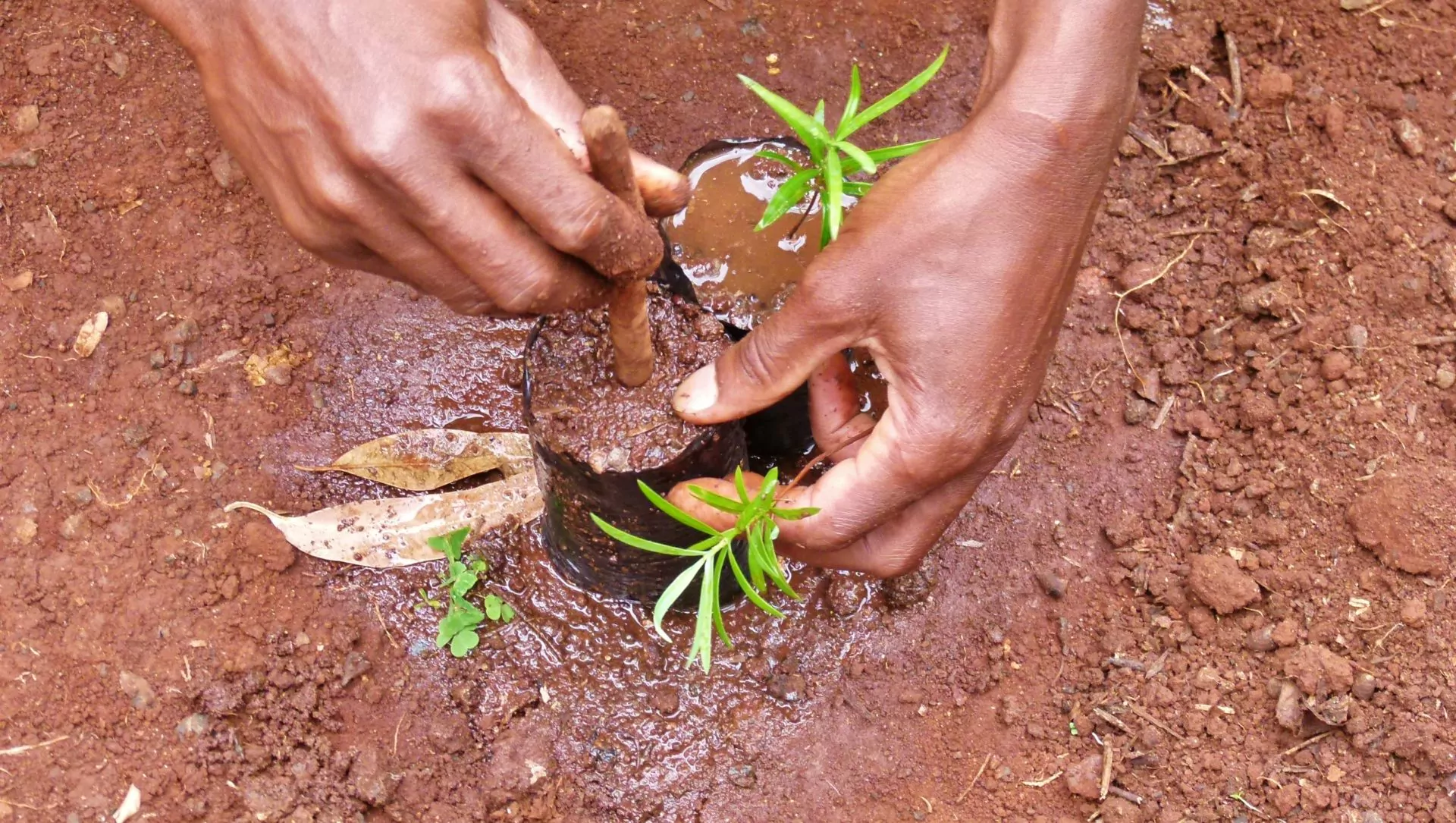 Kenia Safari Nyeri Green Belt Movement Dorfprojekt Kiria Baumpflanzung