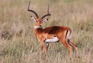 Kenia_Safari_Ol_Pejeta_Schutzgebiet_Impala