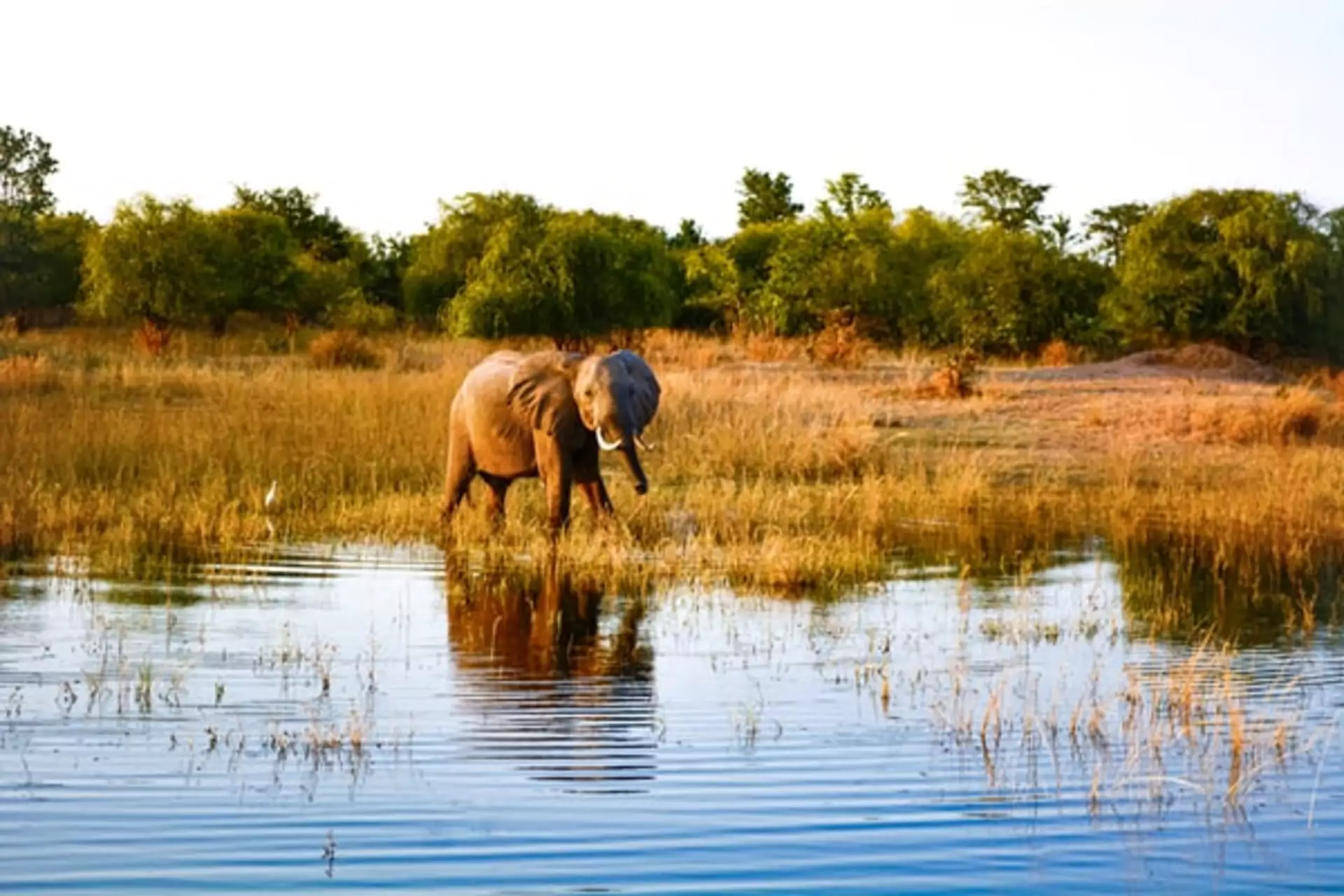 Sambia Reisen Elefant am Karibasee