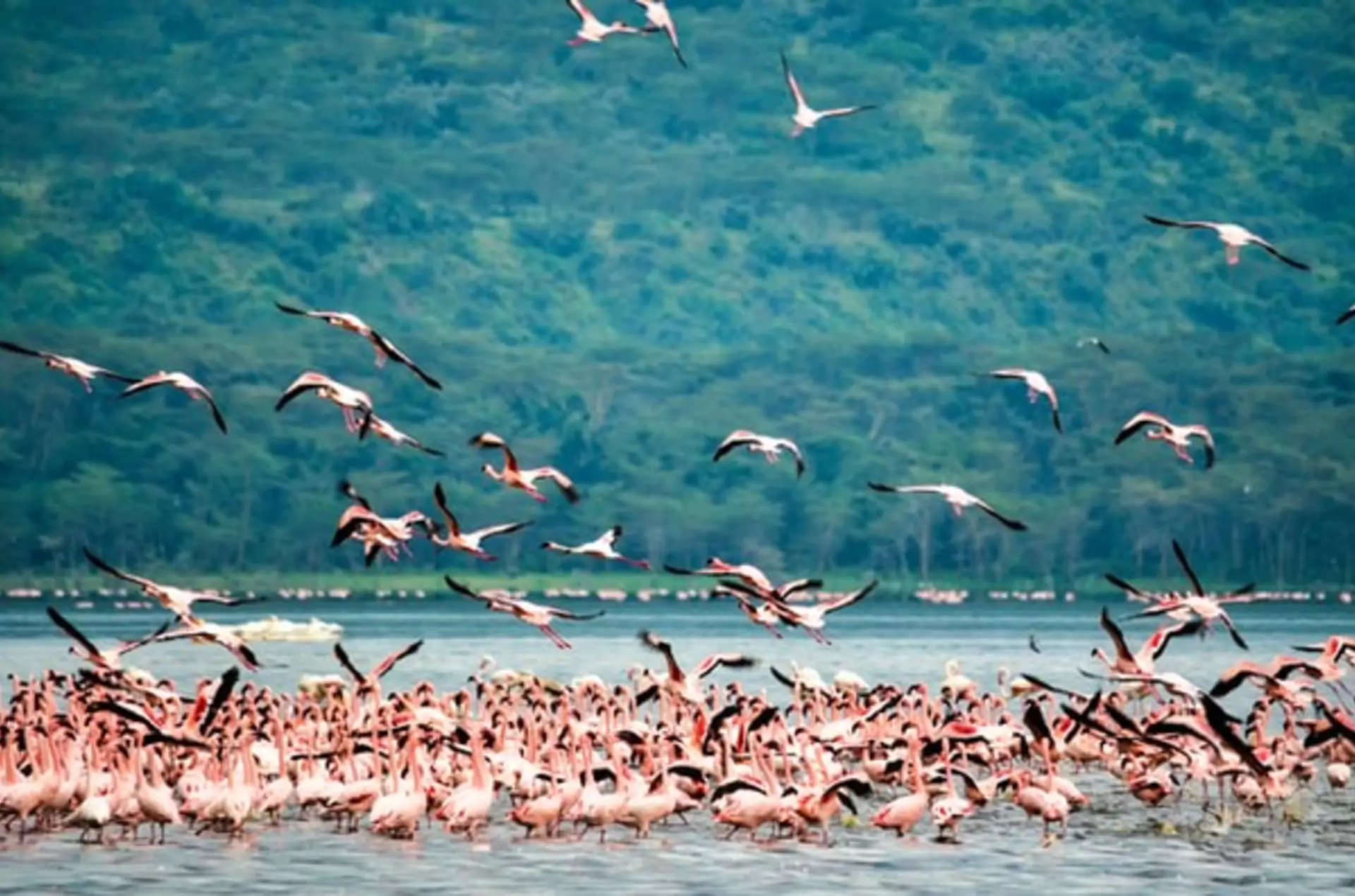 Kenia_Safari_Lake_Nakuru_Nationalpark_Flamingos