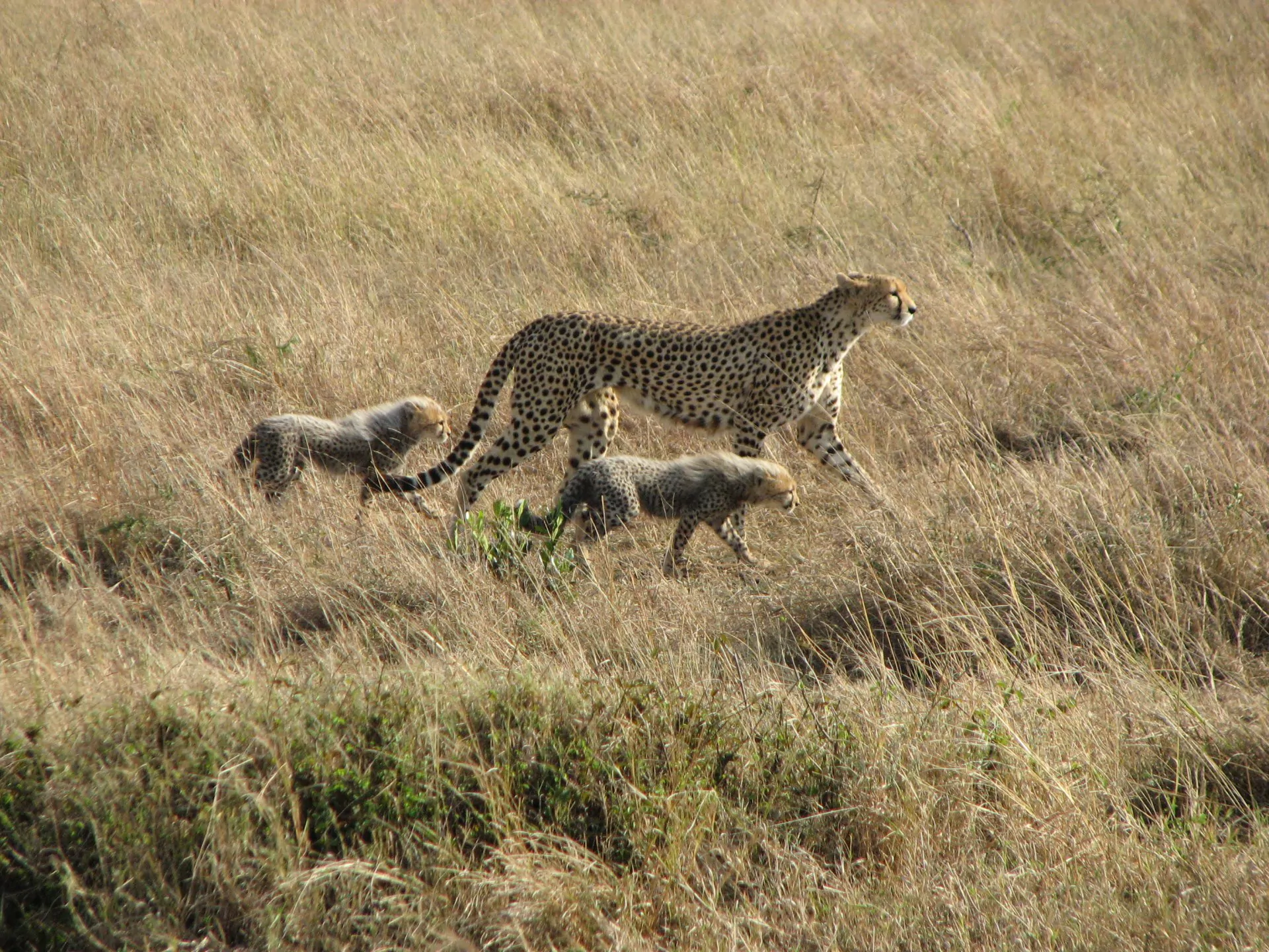 Kenia_Safari_Massai_Mara_Gepardenfamilie