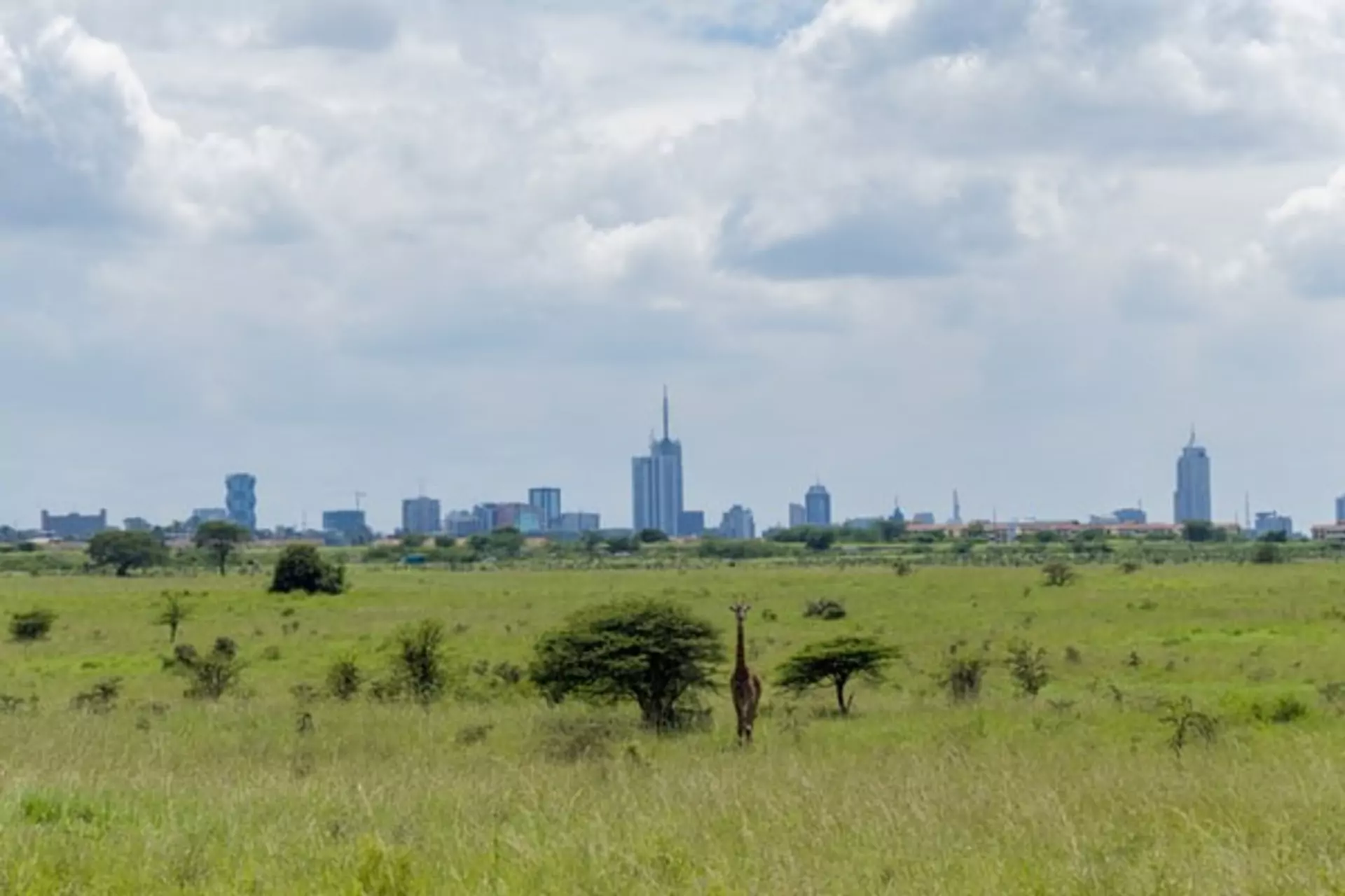 Kenia Safari Nairobi Nationalpark Giraffe vor Skyline