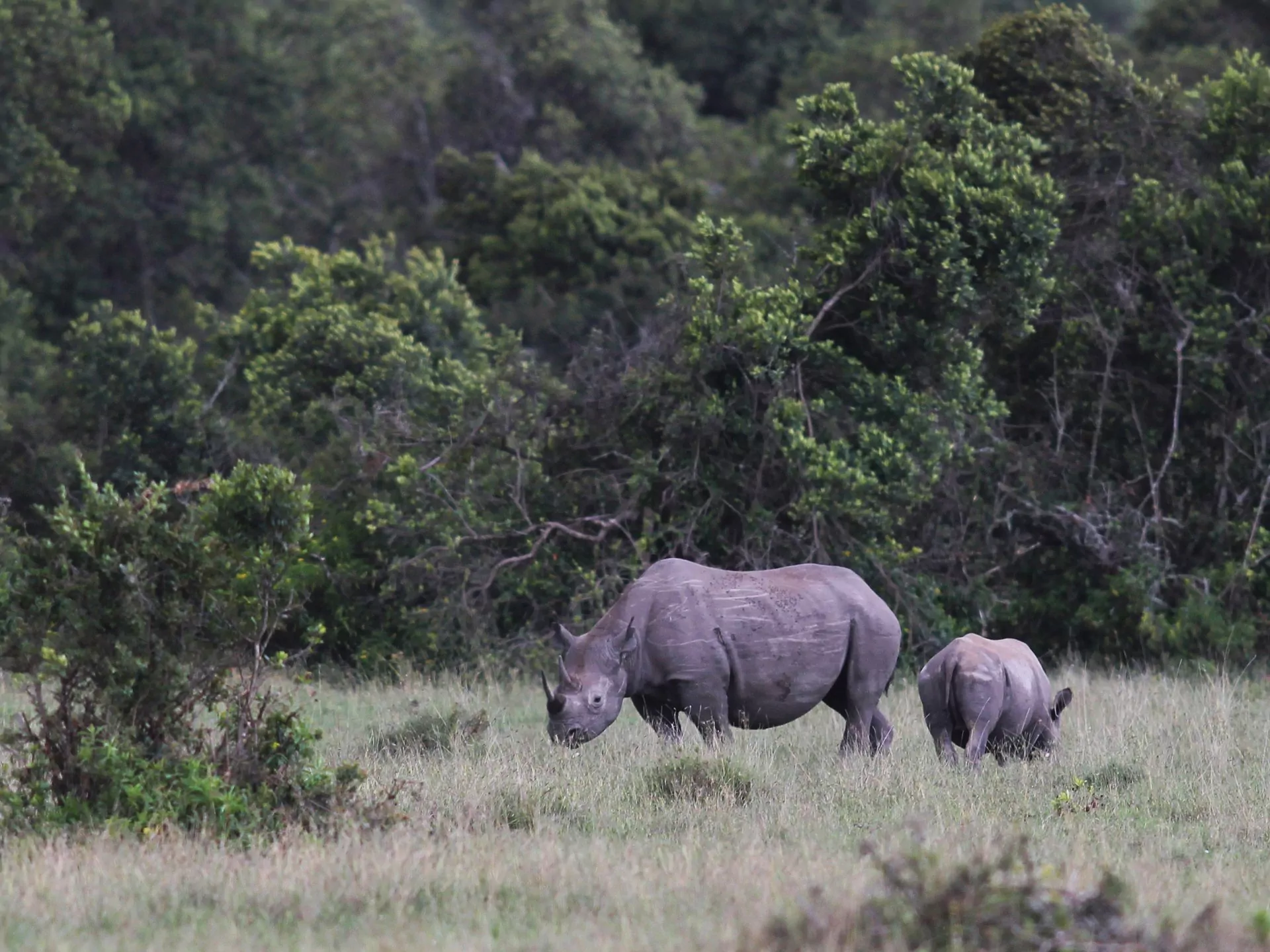 Kenia Safari Ol Pejeta Schutzgebiet Spitzmaulnashorn