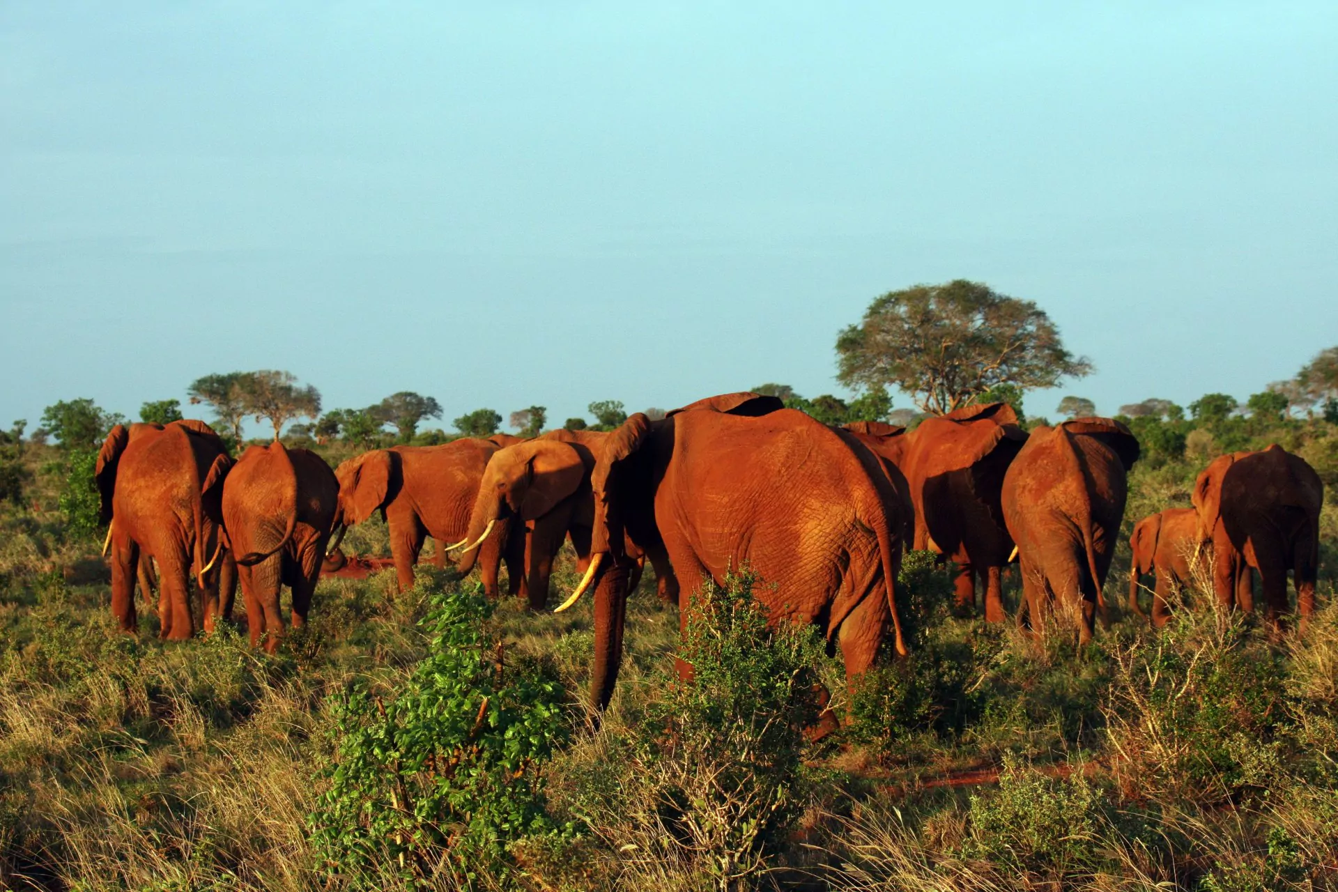 Kenia_Safari_Tsavo_Ost_Nationalpark_Elefantenfamilie