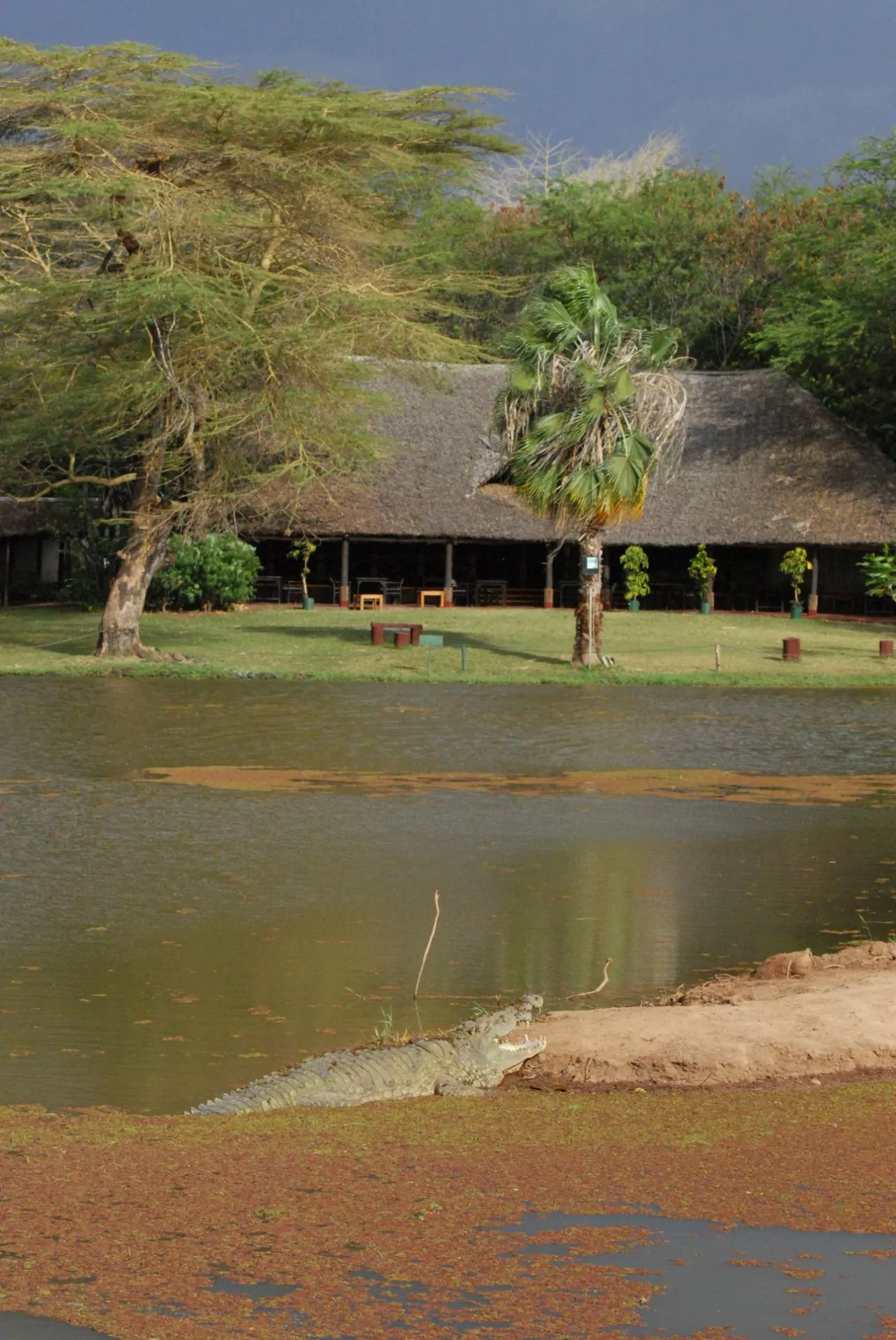 Kenia Safari Krokodil-im-See-im-Ziwani-Camp